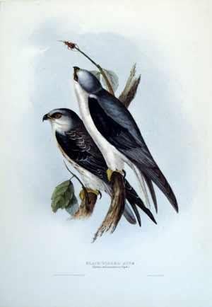 Kara kanatlı Uçurtma. Elanus melanopterus (Steph)