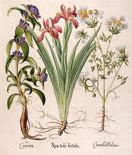 [Kokuşmuş iris] Spatula foetida; [Orlaya] Caucalis Dodonei; [Crosswort centiyana] Cruciata