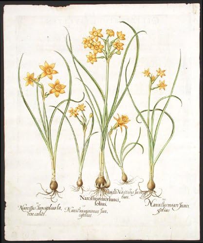 [Sarı Nergis] Nergis maior Juncifolius; [Sarı Nergis] Nergis Juncifolius latiore calice; [Sarı Nergis] Nergis küçük