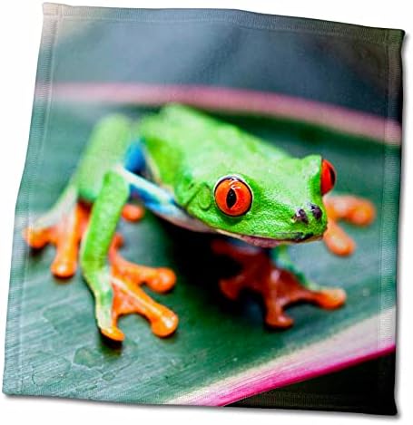 Yaprak Üzerinde 3D Gül Kırmızı Gözlü Ağaç Kurbağası-Kosta Rika El Havlusu, 15 x 22, Çok Renkli