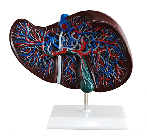 Karaciğer Modeli Anotomik İnsan Modeli
